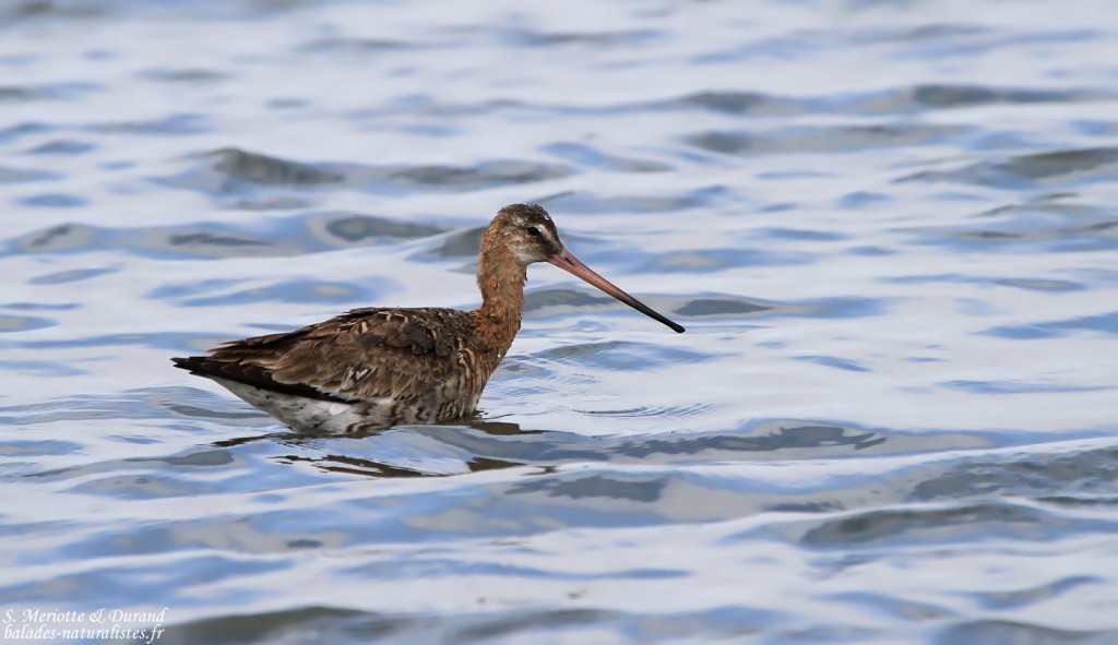 Barge à queue noire (Andalousie)