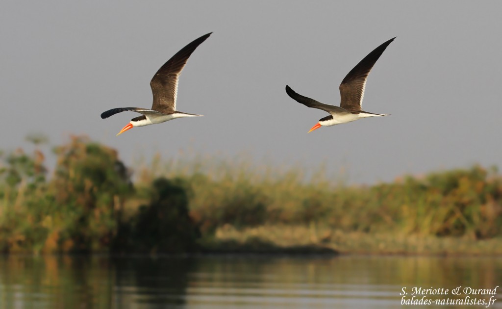 Bec-en-ciseaux d'Afrique, Okavango, Shakawe