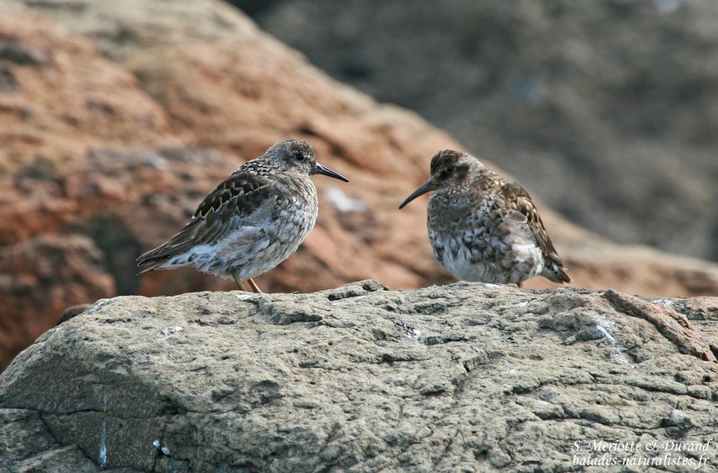 Bécasseau violet 'Islande)