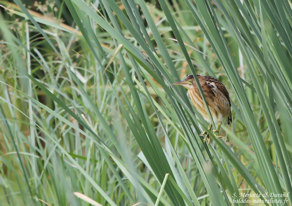 Blongios nain (Arménie)