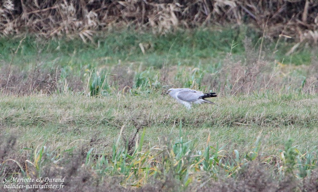 Busard pâle - Camargue (février 2015)