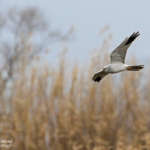 Busard pâle - Camargue (février 2015)