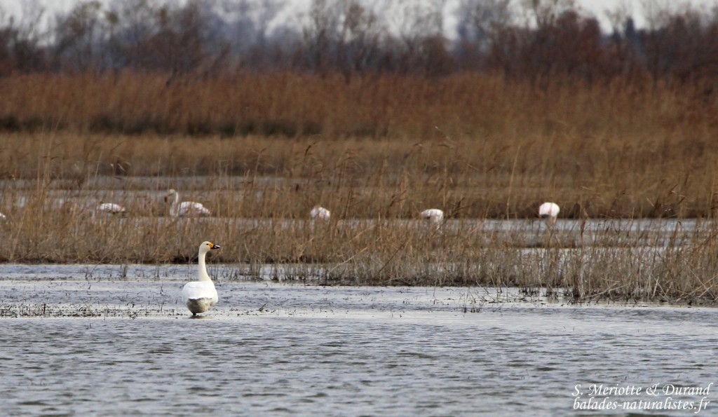 Cygne de Bewick
