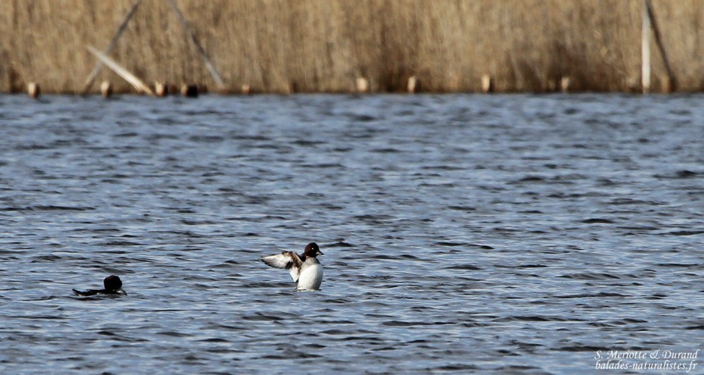Garrot à œil d'or - La Capelière
