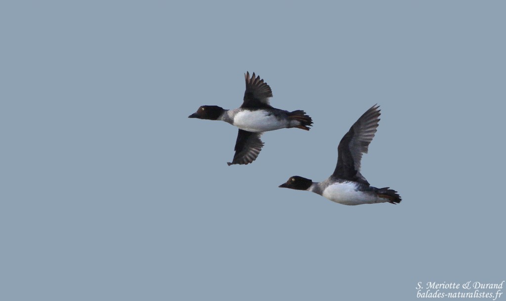 Garrot à œil d'or - La Capelière