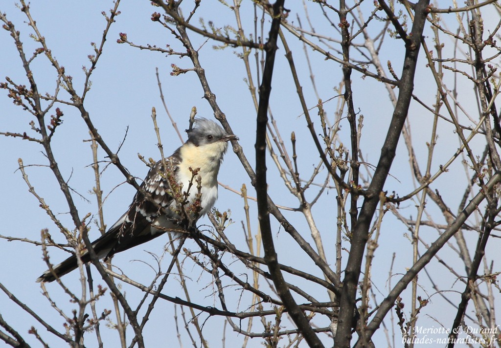Coucou geai (Hyères, 83)
