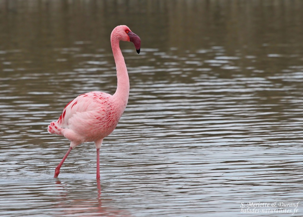 Flamant nain (Pont de Gau, Camargue)