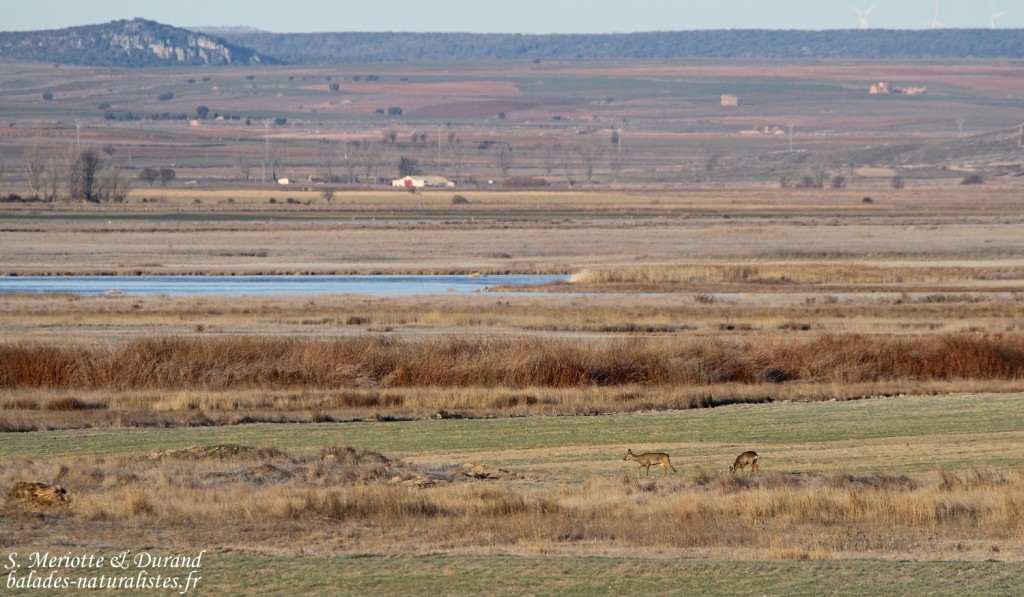 Gallocanta (Aragon - Espagne)