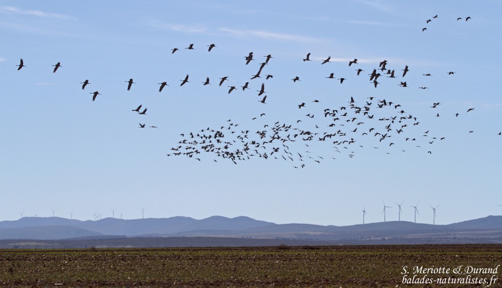 Grues cendrées (Gallocanta, Aragon - Espagne)