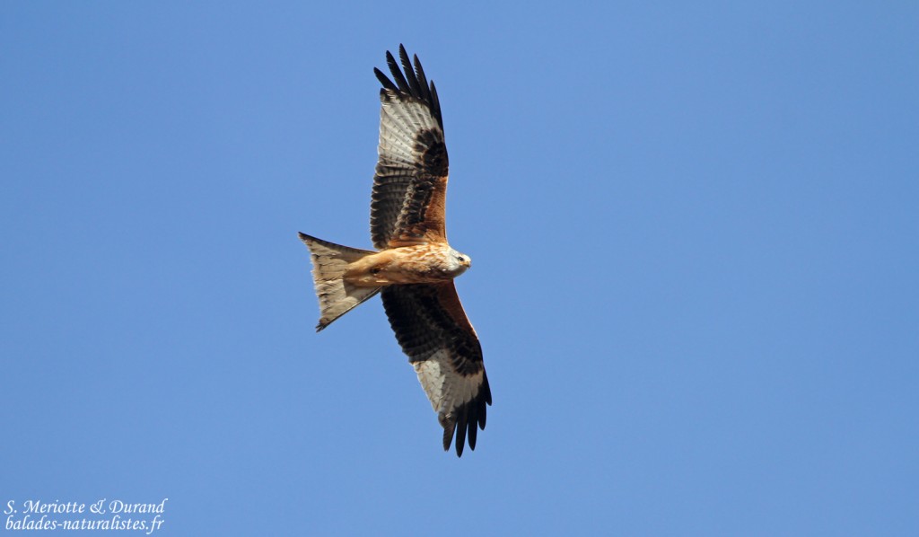 Milan royal (Gallocanta, Aragon - Espagne)