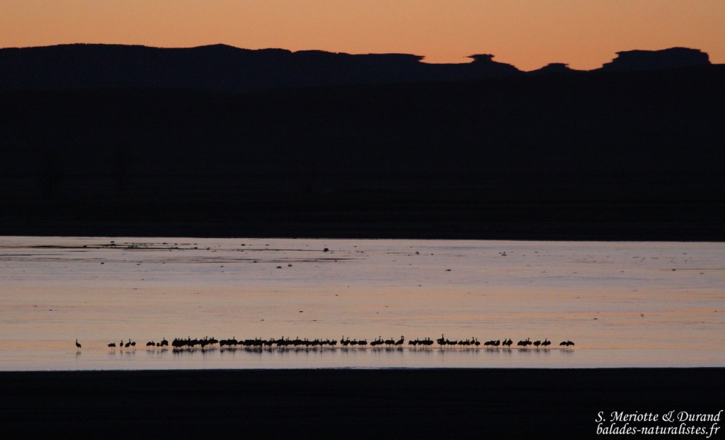 Gallocanta (Aragon - Espagne)