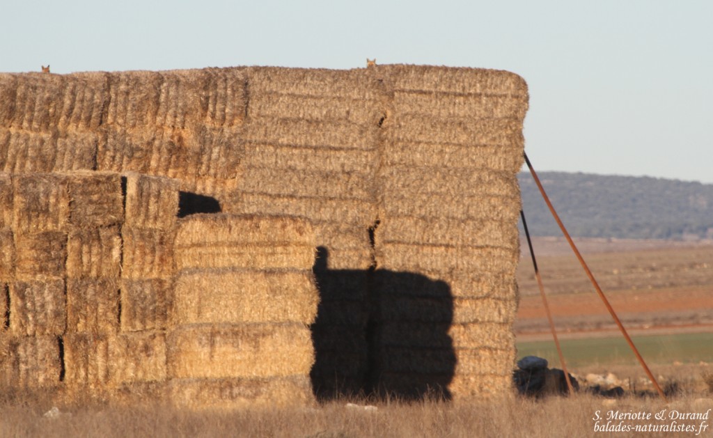 Renard (Gallocanta, Aragon - Espagne)