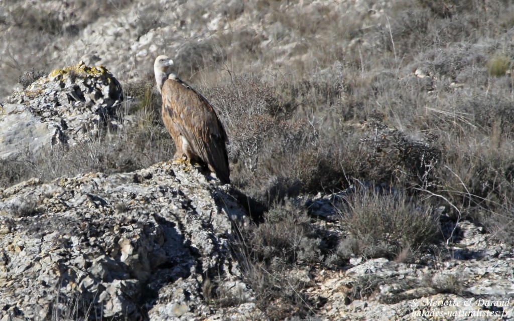 Vautour fauve (Aragon, Espagne)