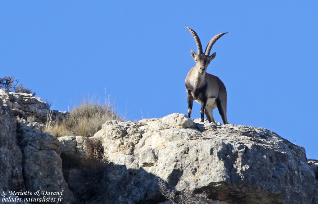 Bouquetin ibérique (Aragon, Espagne)