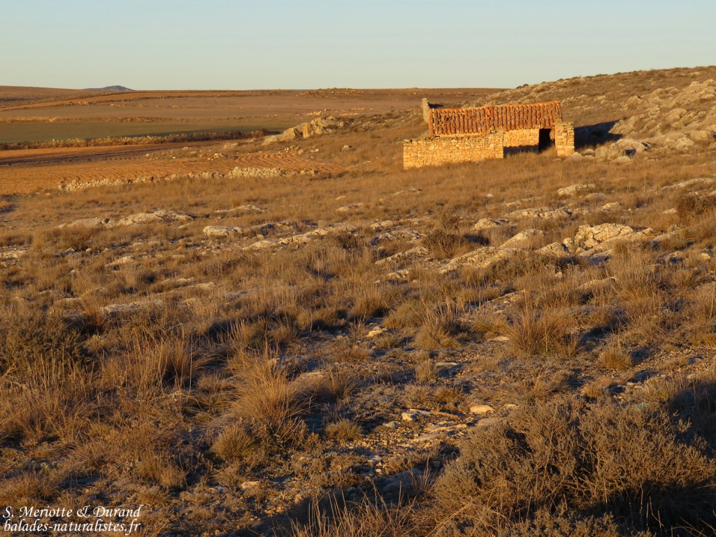 Gallocanta (Aragon - Espagne)