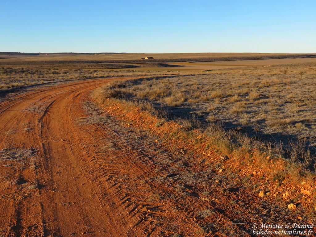 Gallocanta (Aragon - Espagne)