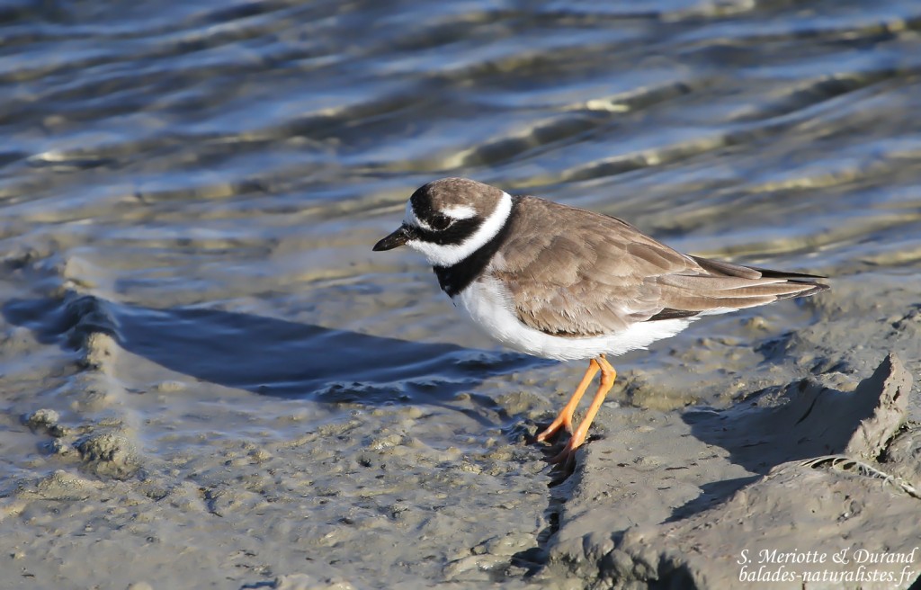 Grand gravelot (Camargue)