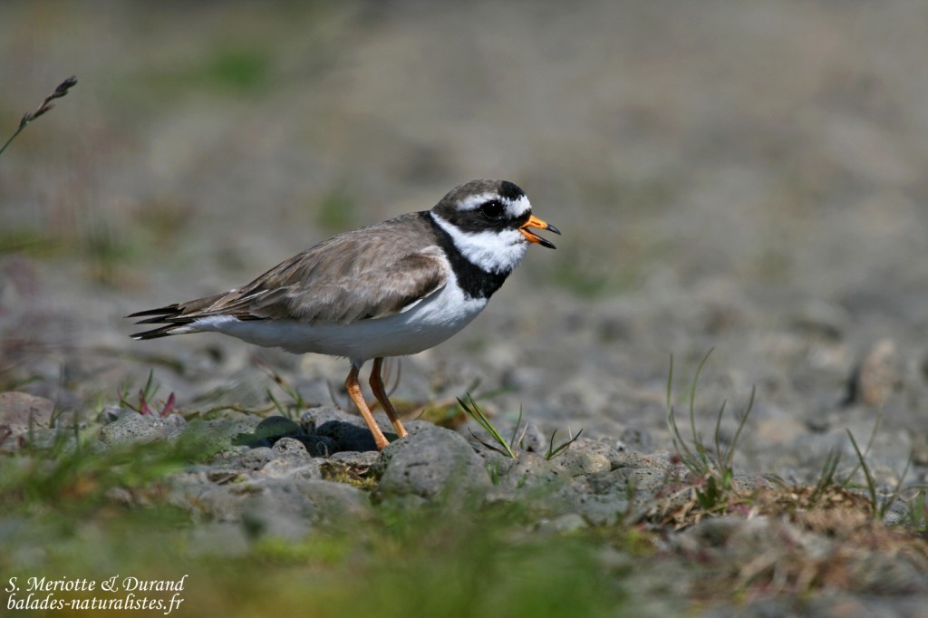 Grand gravelot (Islande)