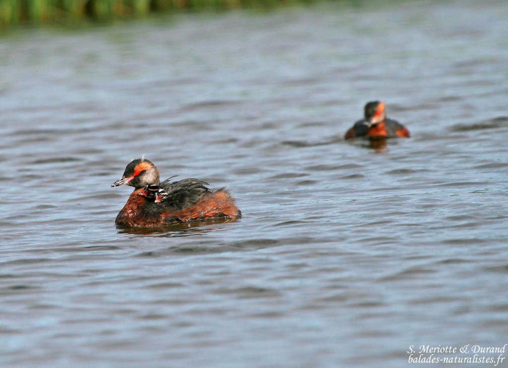 Grèbe esclavon, Myvatn, Islande 2011