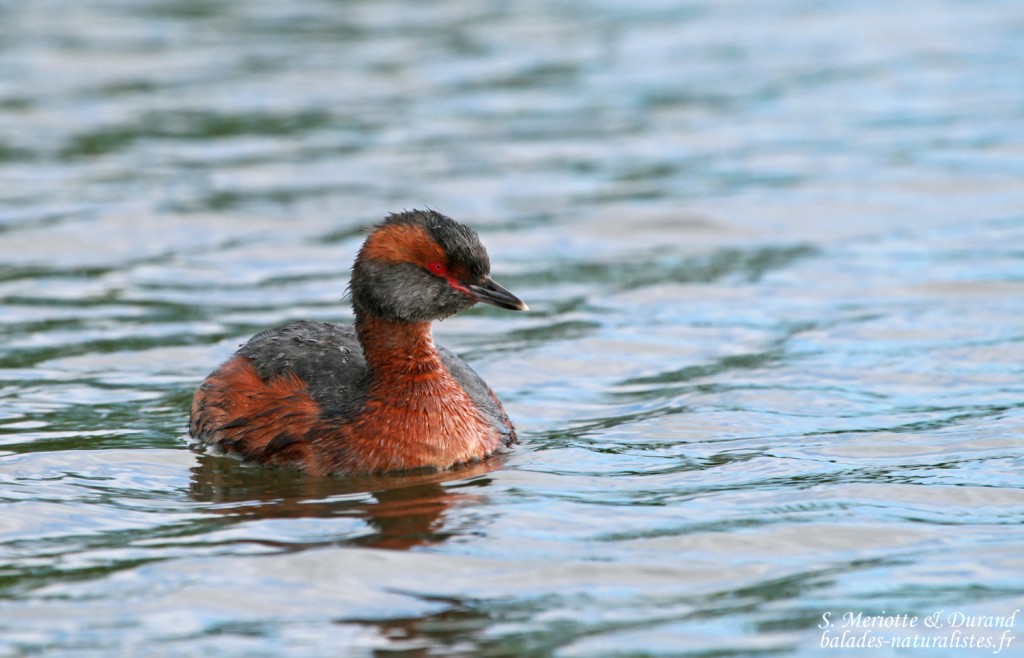 Grèbe esclavon, Myvatn, Islande 2011