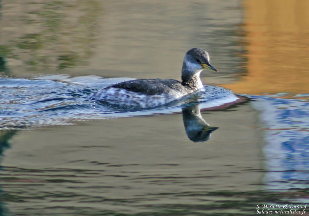 Grèbe jougris, Port Samson