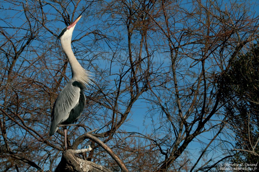 Héron cendré (Pont de Gau, Cmargue)