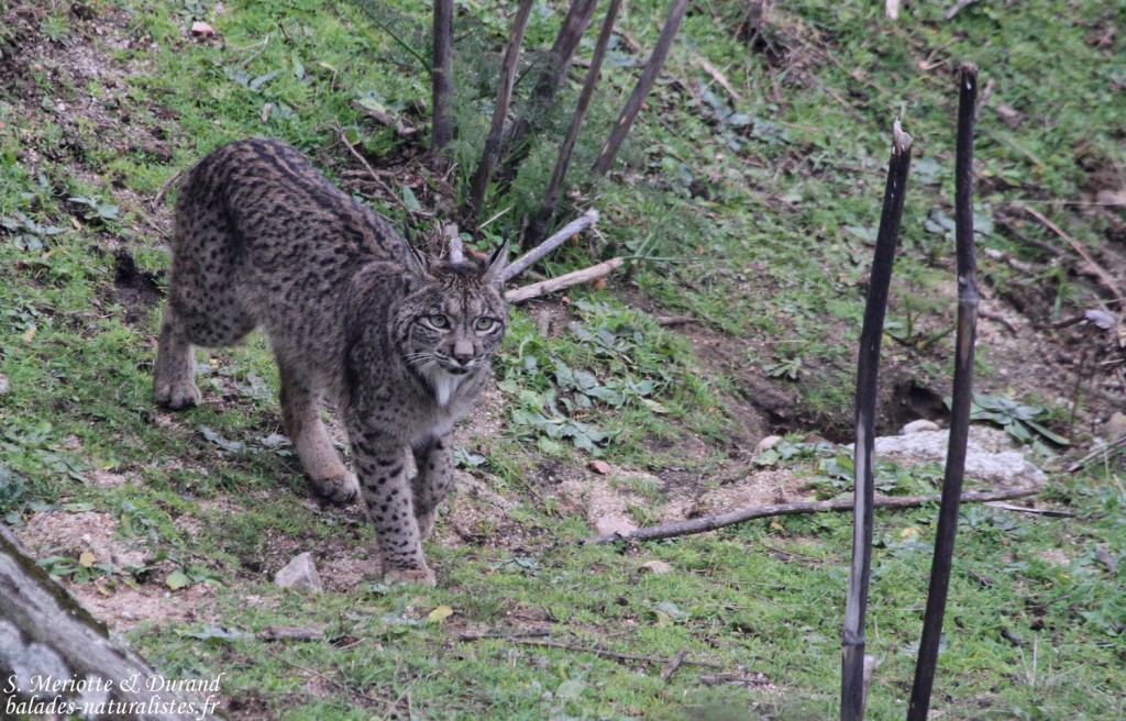 Lynx pardelle - Sierra Morena