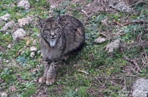 Lynx pardelle - Sierra Morena