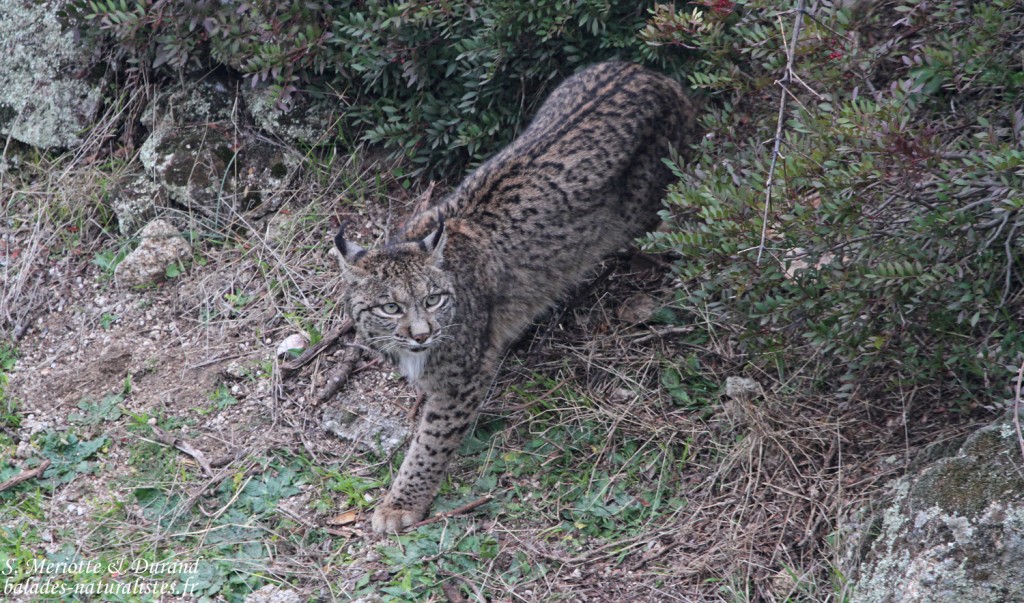 Lynx pardelle - Sierra Morena