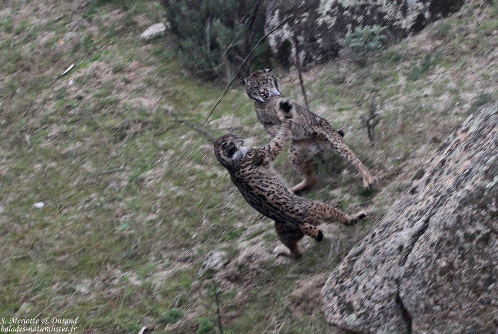 Lynx pardelle - Sierra Morena
