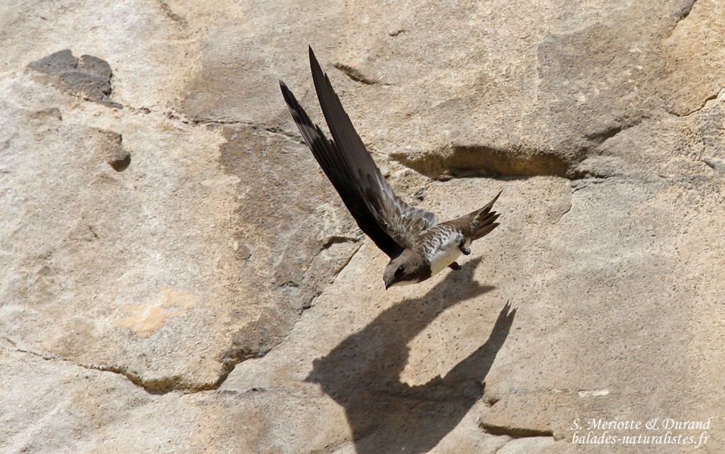 Martinet à ventre blanc