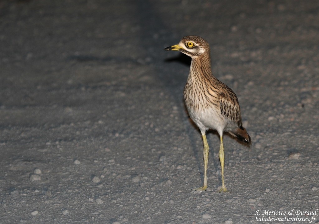 Œdicnème criard (Espagne)