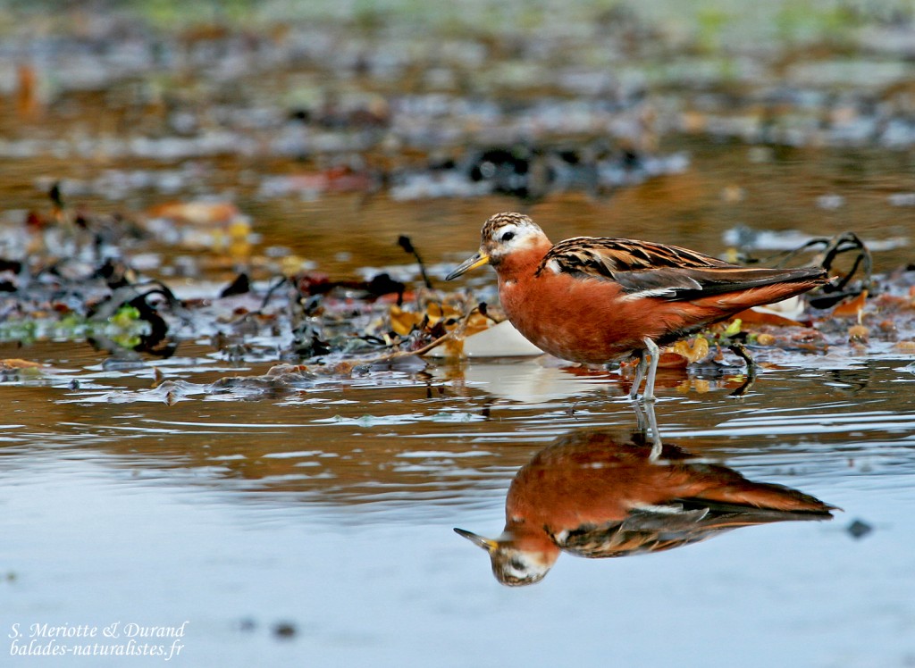 Phalarope à bec large (Islande)