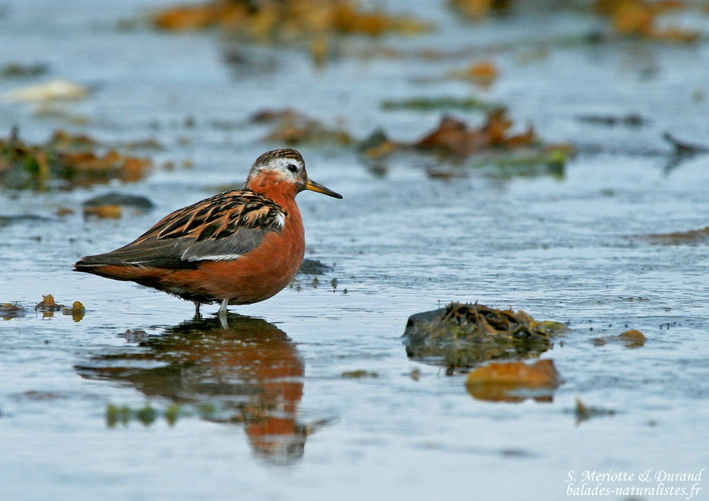 Phalarope à bec large (Islande)