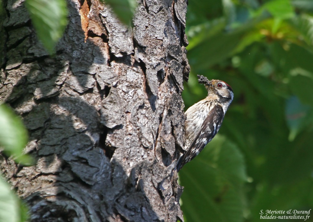 Pic épeichette, Aix en Provence