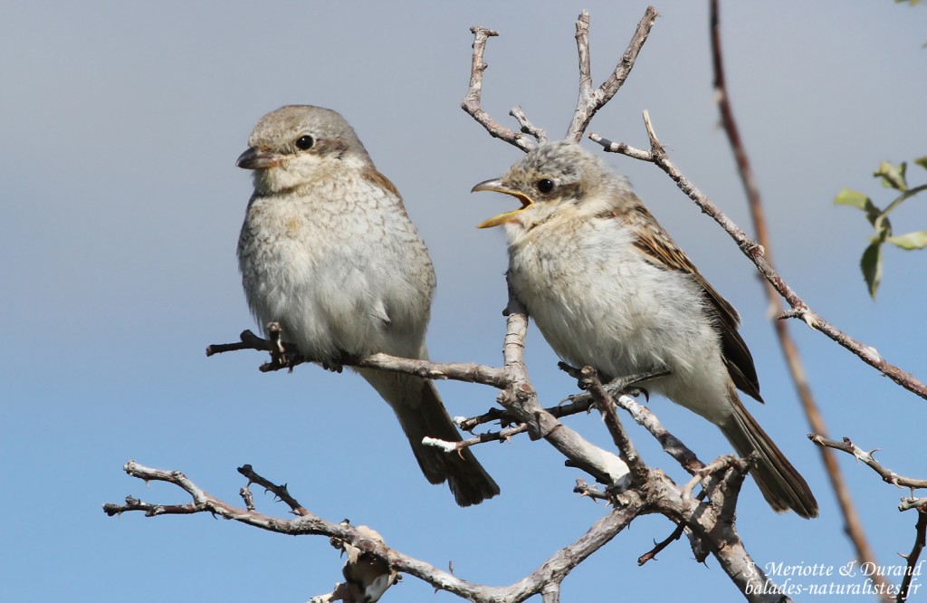 Pie-grièche écorcheur (Arménie)