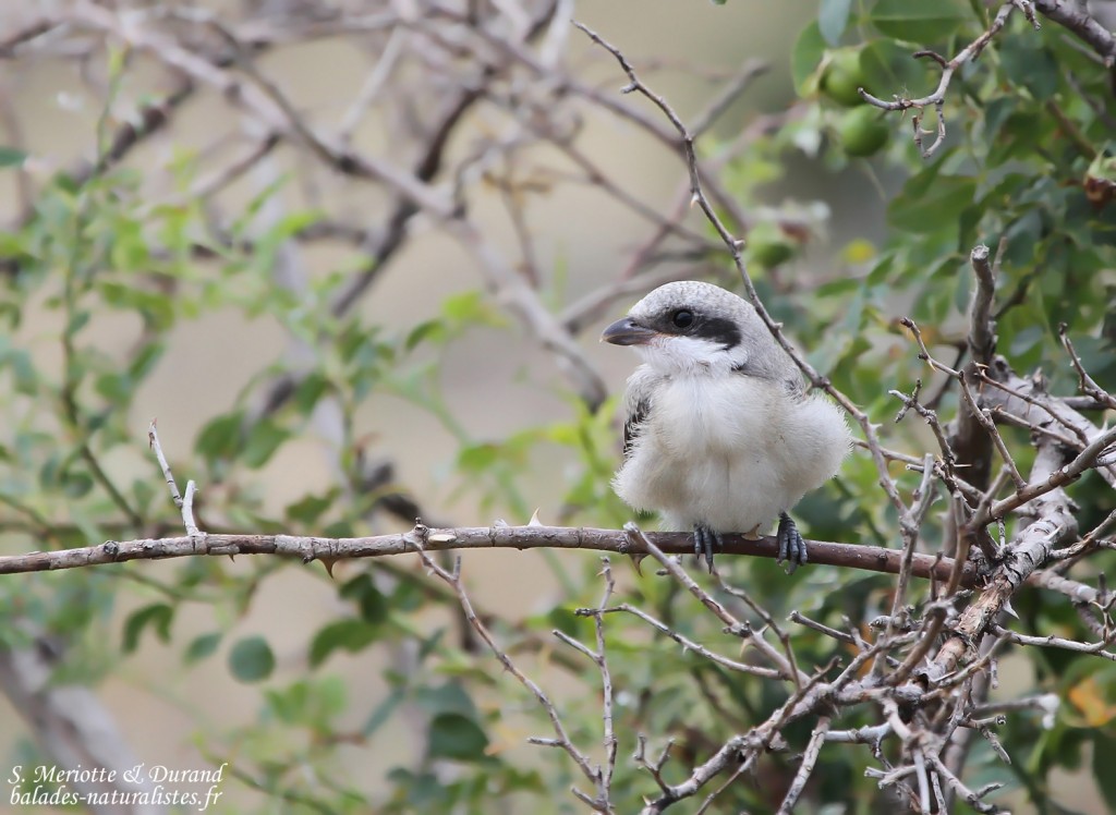 Pie-grièche à poitrine rose (Arménie)