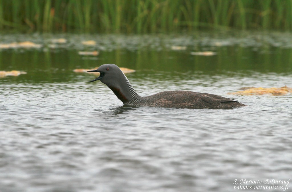 Plongeon catmarin (Islande)