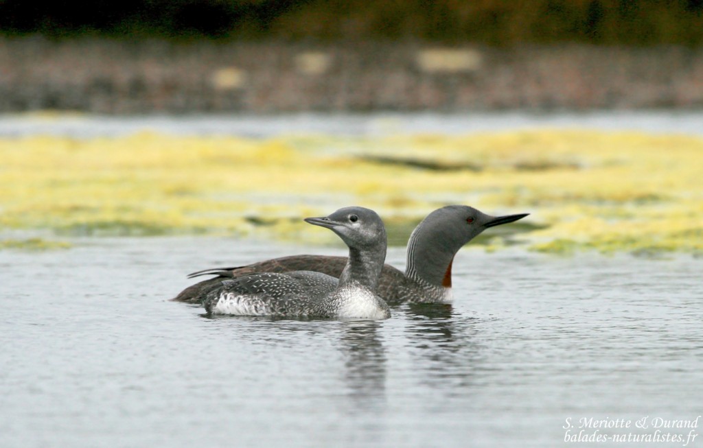 Plongeon catmarin (Islande)