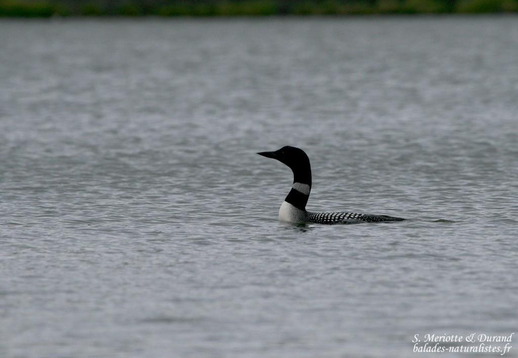 Plongeon imbrin (Islande)