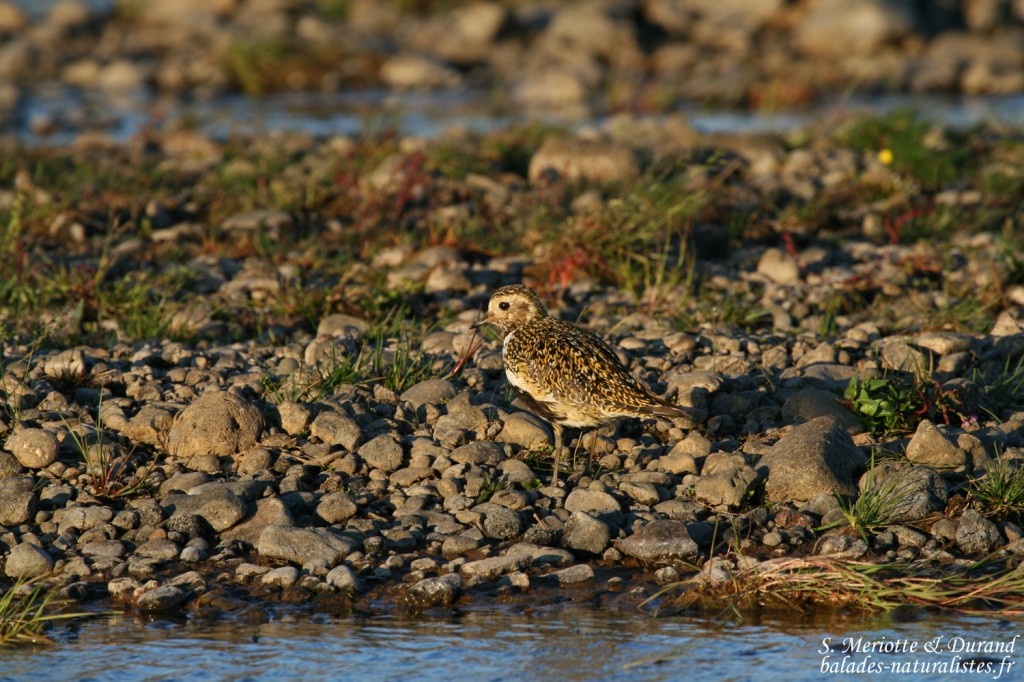 Pluvier doré (Islande)