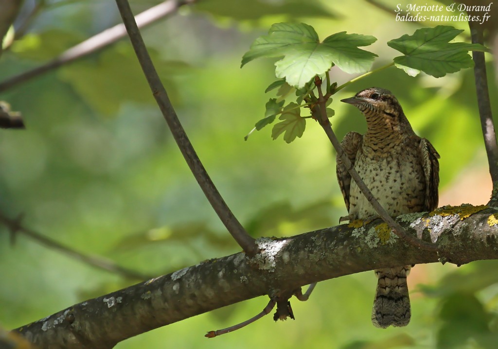 Torcol fourmilier, AIx-en-Provence