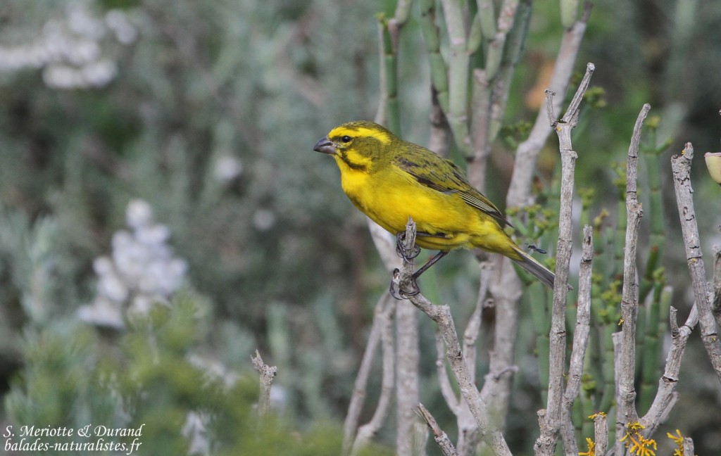 Serin de Sainte-Hélène (West Coast National Park, Afrique du Sud)