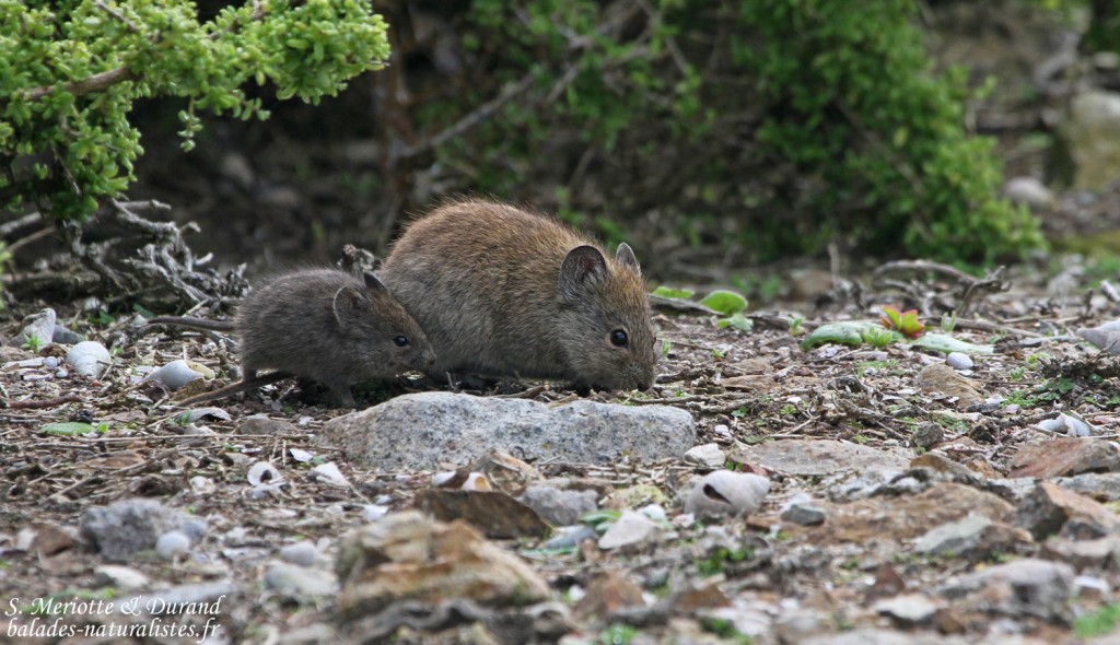 Vlei Rat (West Coast National Park, Afrique du Sud)
