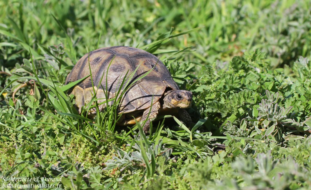 Tortue anguleuse (West Coast National Park, Afrique du Sud)