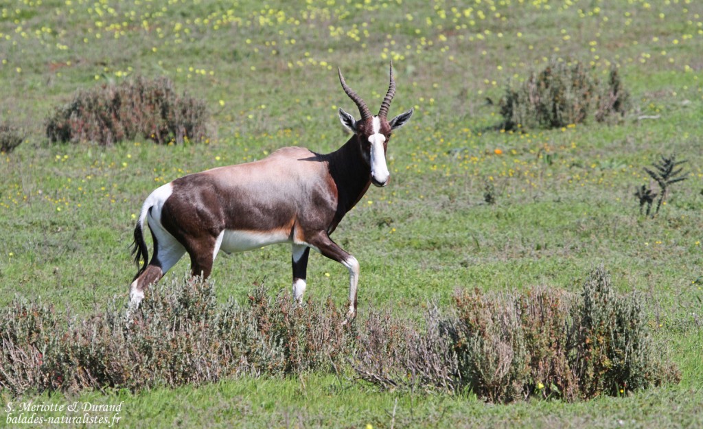 Bontebok (West Coast National Park, Afrique du Sud)