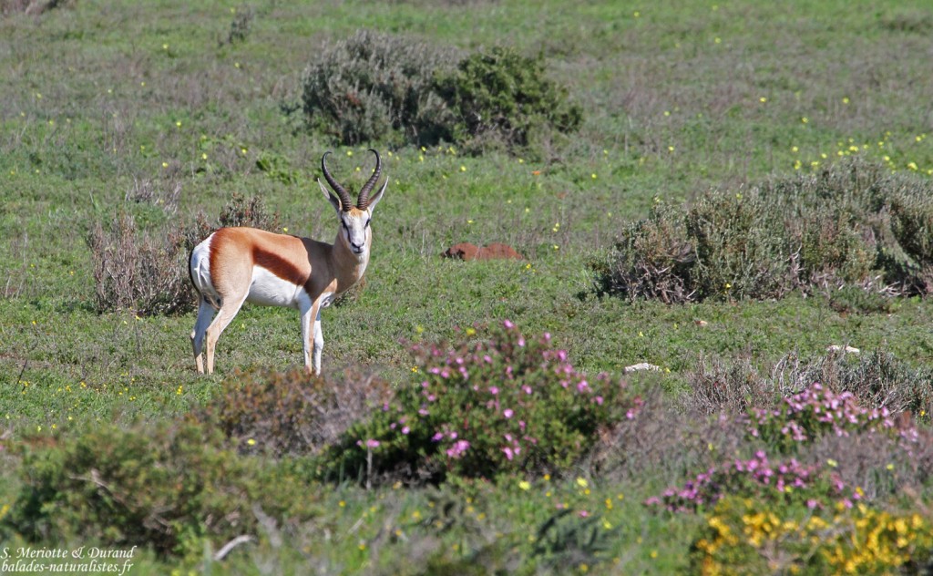 Springbok (West Coast National Park, Afrique du Sud)