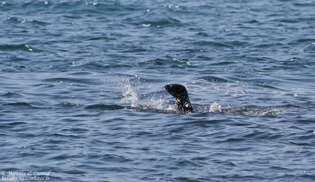 Otarie (West Coast National Park, Afrique du Sud)