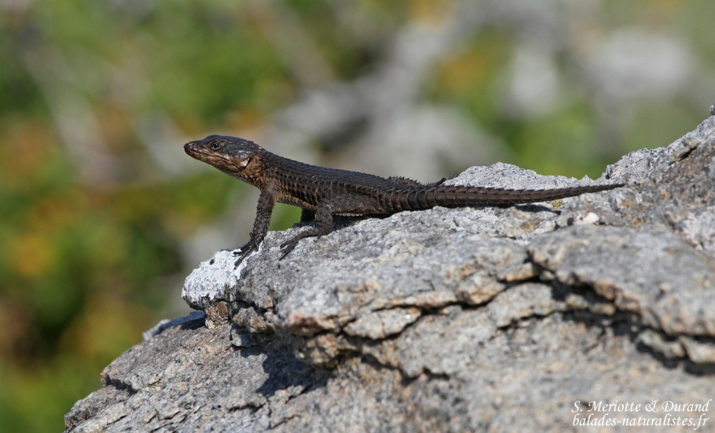 Lézard (West Coast National Park, Afrique du Sud)