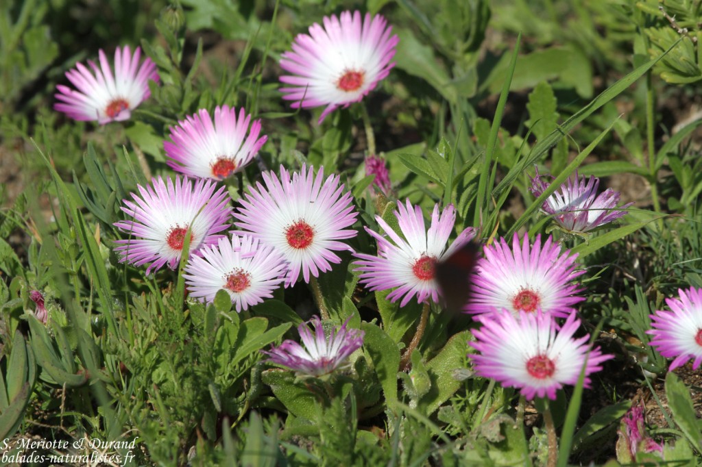 Fleurs (West Coast National Park, Afrique du Sud)